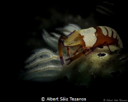 Emperor shrimp on top of a Hypselodoris tryoni nudibranch by Albert Sáiz Tezanos 